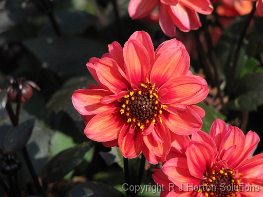 Dahlia D Red_1